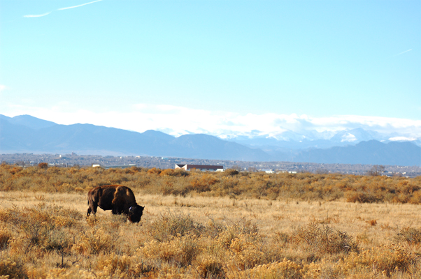Bison: Rocky Mountain National Arsenal @ Three Cornered Hug